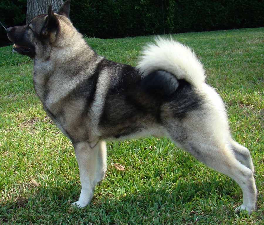 Подробное описание породы собак норвежский элкхаунд или лосиная лайка