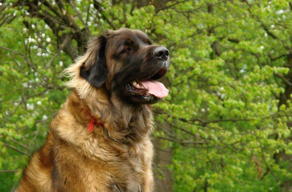 Порода собак леонбергер: здоровье, особенности ухода и характер | блог ветклиники "беланта"