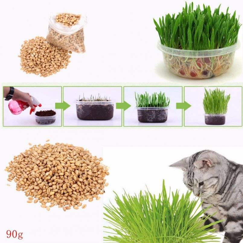 Трава для кошек: какую они любят и как правильно вырастить?