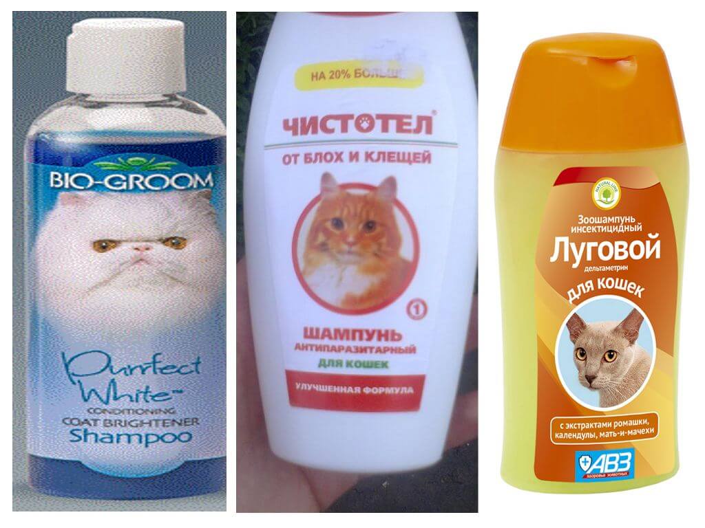 Какой шампунь лучше купить для котенка и взрослой кошки: обзор продукции разных брендов