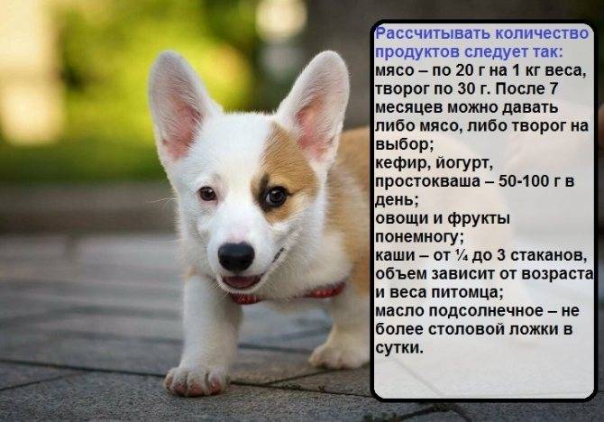 Корги порода собак: описание, характеристика, уход, щенки, питание | zoosecrets