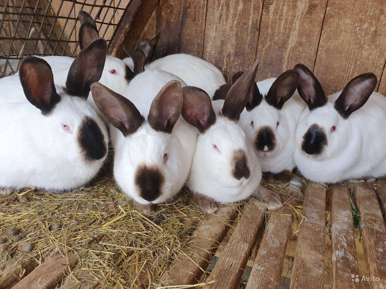 Кролики калифорнийской породы: описание, разведение, содержание