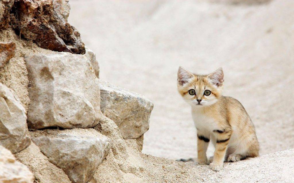 Барханный кот. образ жизни и среда обитания барханного кота