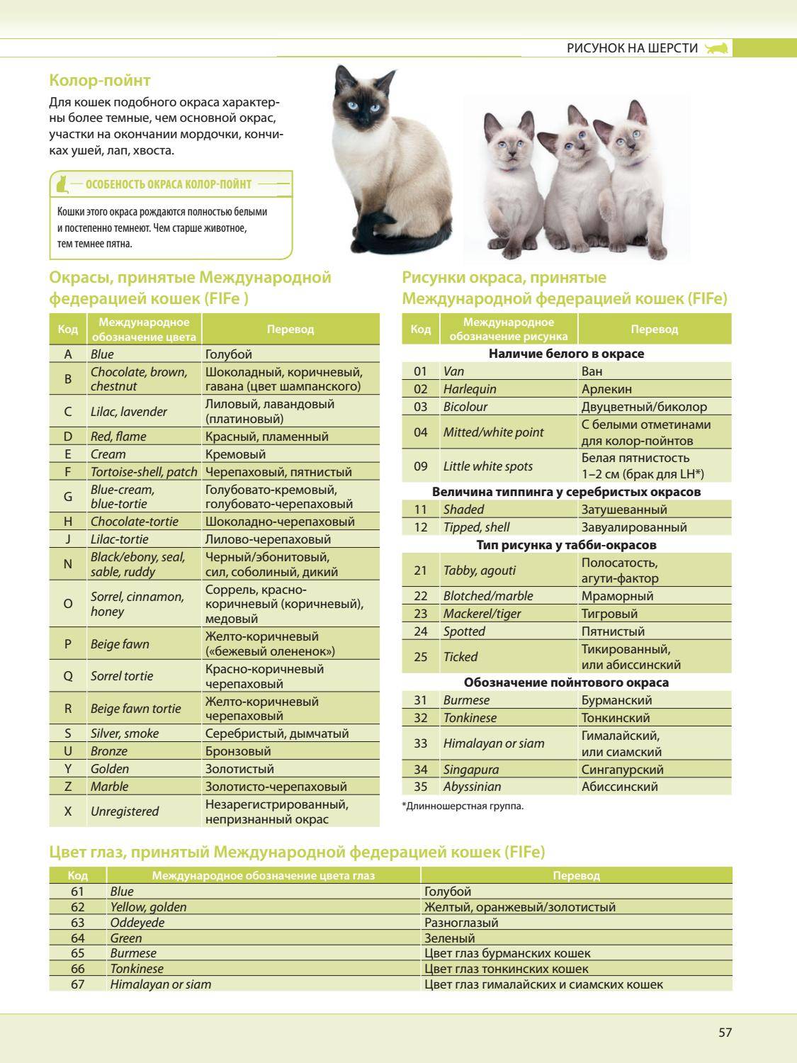 Выращивание сибирских котят: описание породы, характер, фото