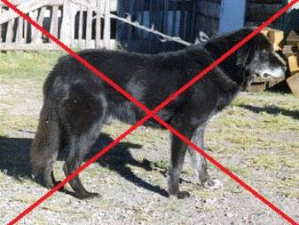 Немецкая овчарка собака. описание, особенности, уход и цена немецкой овчарки