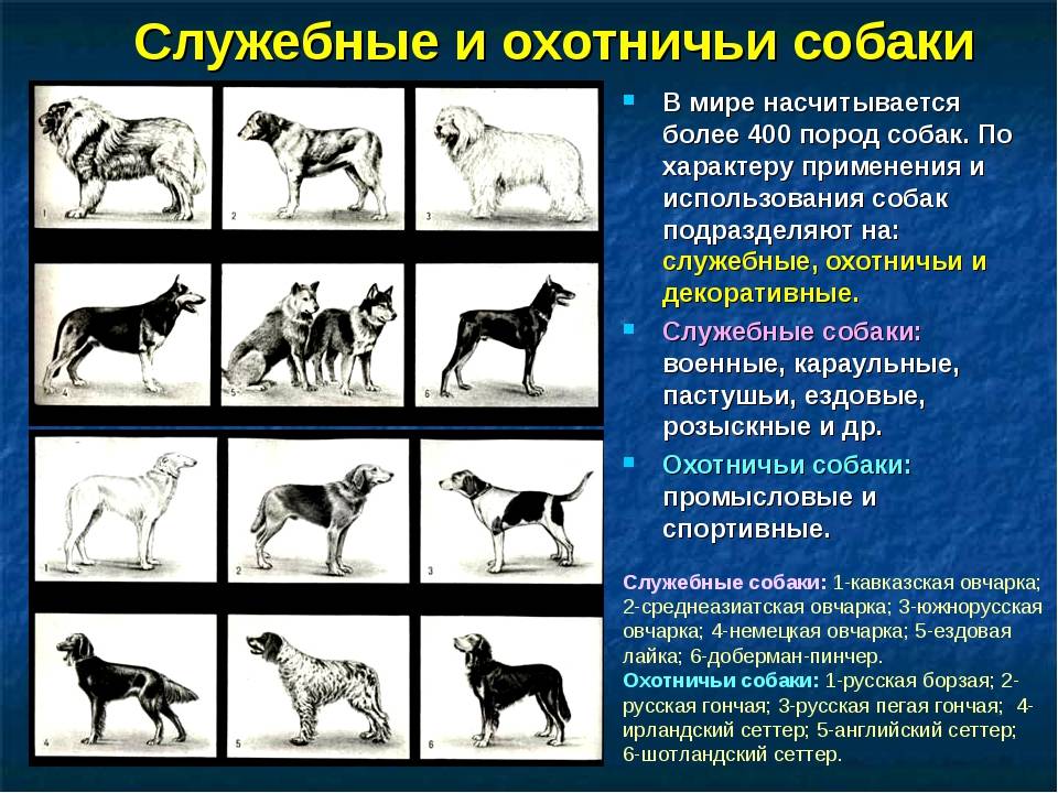Гибриды собак разных пород: описание и фото