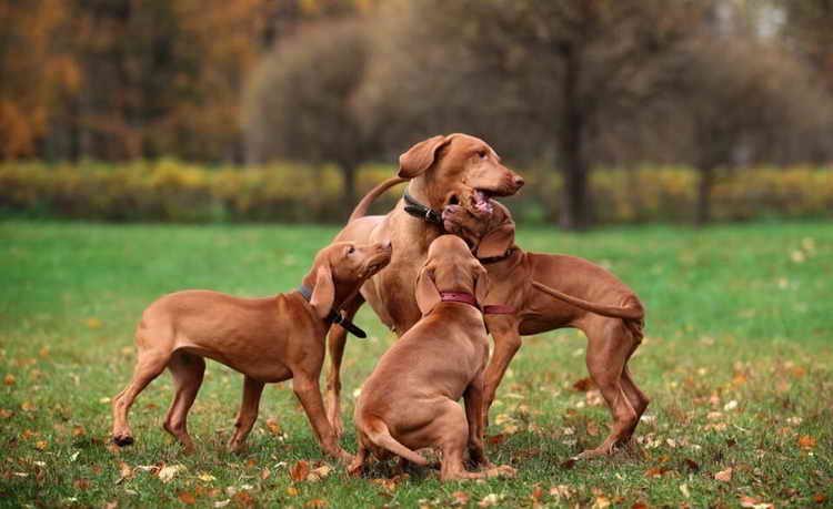 Венгерская выжла — собака с золотистым окрасом, обожавшая охоту