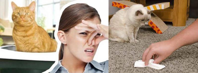 25 средств, как избавиться от застарелого запаха кошачьей мочи в квартире
