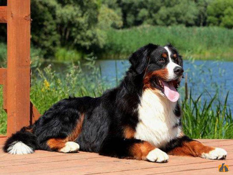 Подробная характеристика бернских зенненхундов: характер собак этой породы