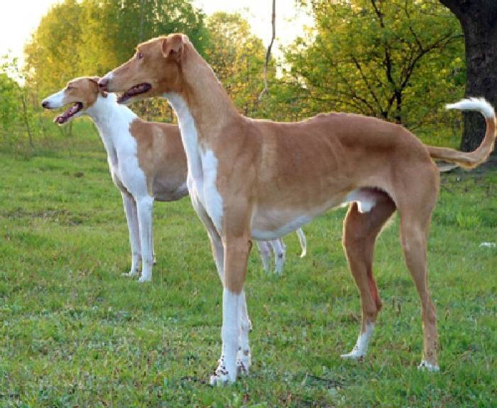 Австралийская борзая или кенгуровая собака: описание породы, фото