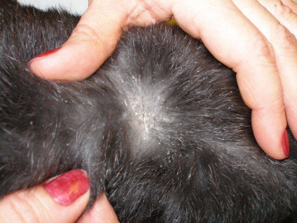 Чувствительная кожа и пищевая аллергия у кошек | хиллс