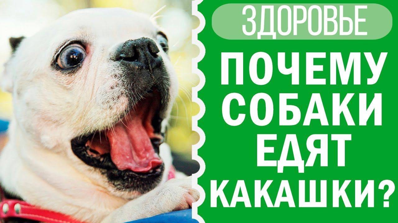 Собака гадит дома и метит территорию: причины и методы борьбы | блог ветклиники "беланта"