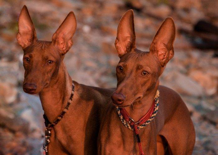 Чирнеко дель этна — описание породы собак