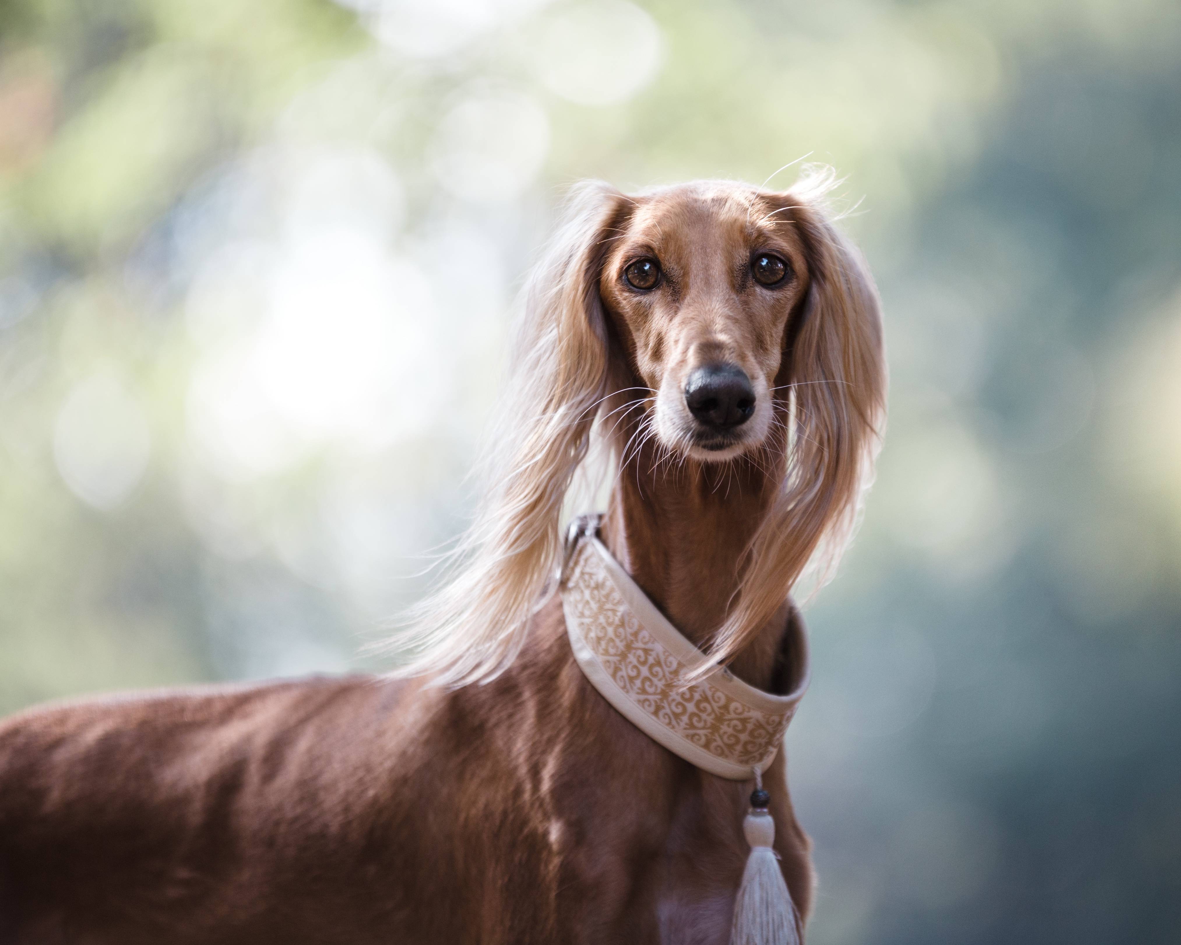 Описание породы собак салюки с отзывами владельцев и фото