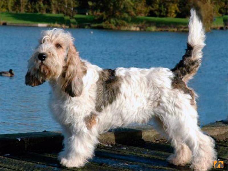 Вандейский бассет-гриффон собака. описание, особенности, характер, уход и цена породы | животный мир
