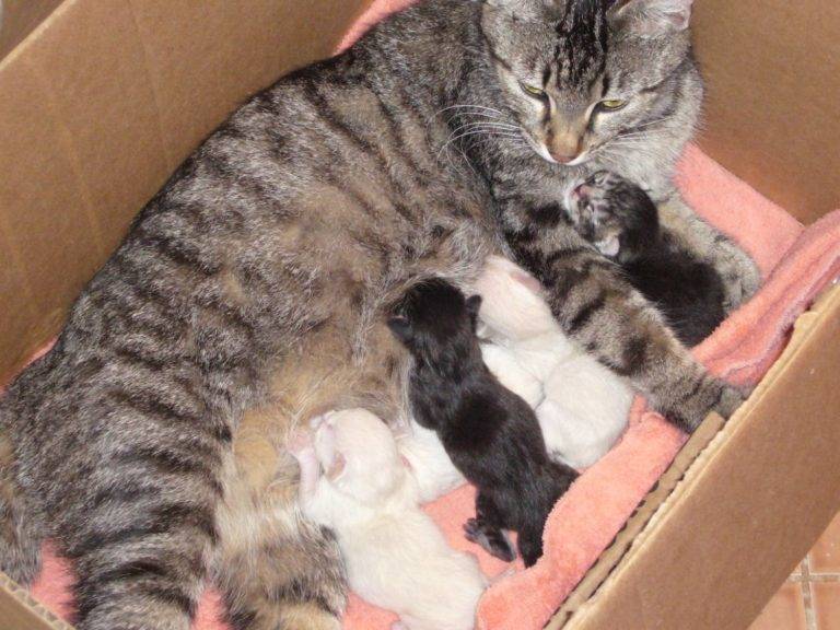 Как принимать роды у кошки в домашних условиях: как принять, если она рожает первый раз, что нужно делать и как помочь животному