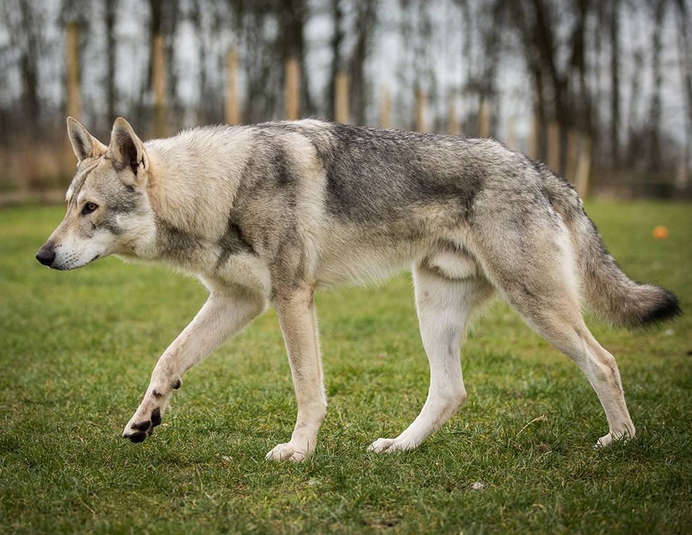 Чешский волчак сарлоса: описание и внешний вид, характер и дрессировка собаки, особенности содержания и ухода