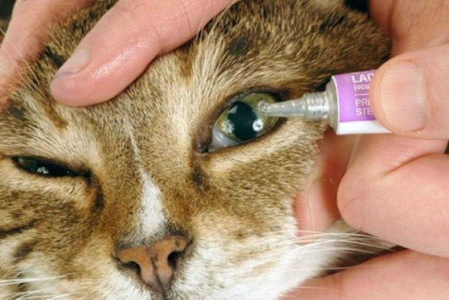 Чем промыть глаза кошке или котенку от гноя в домашних условиях, можно ли применять хлоргексидин?