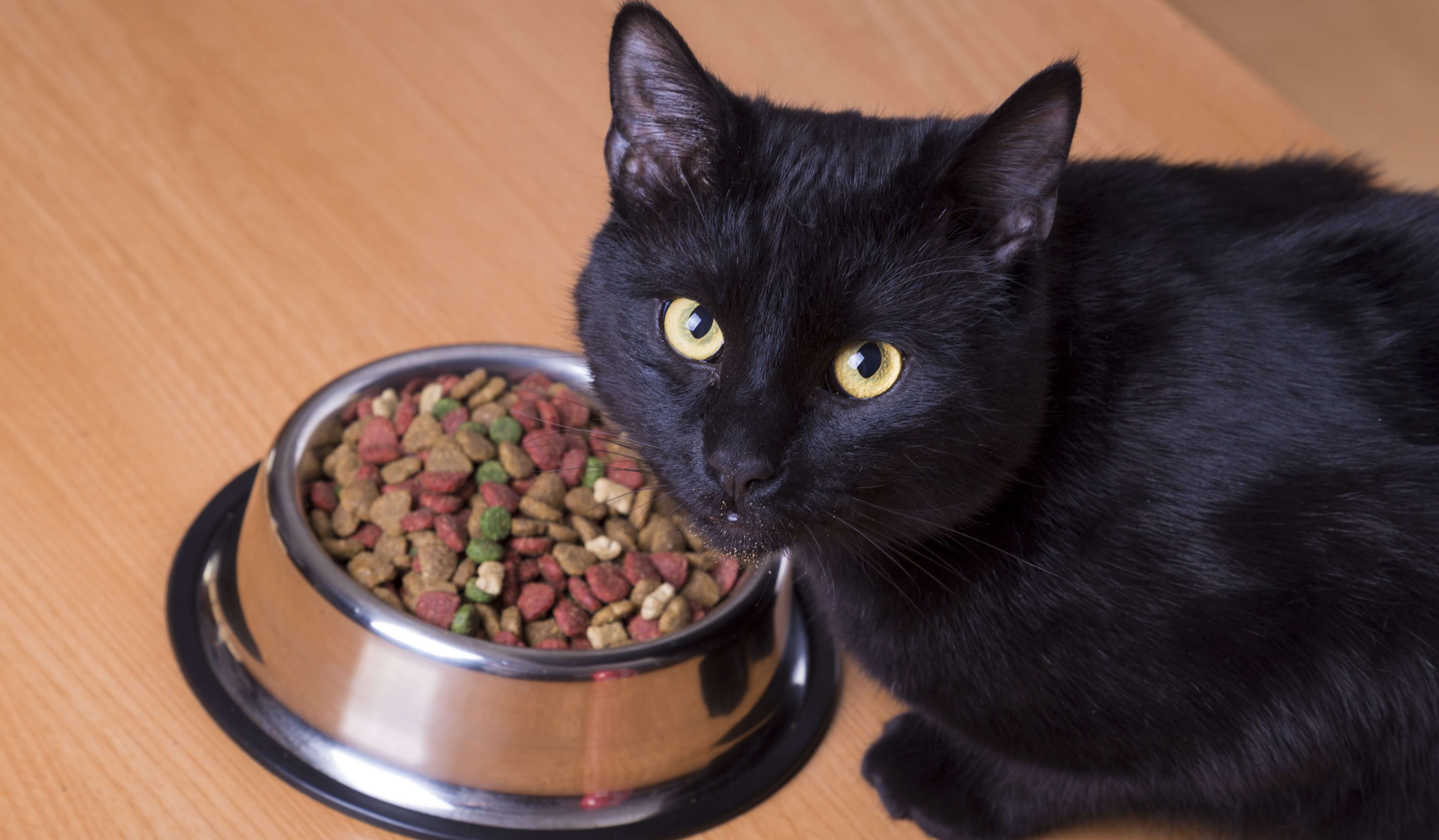 Котёнок не ест: причины и необходимые меры