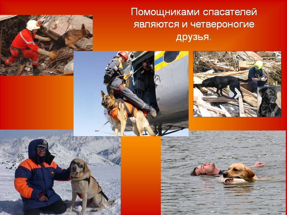 10 примеров героического спасения животными человека - кратир.ru