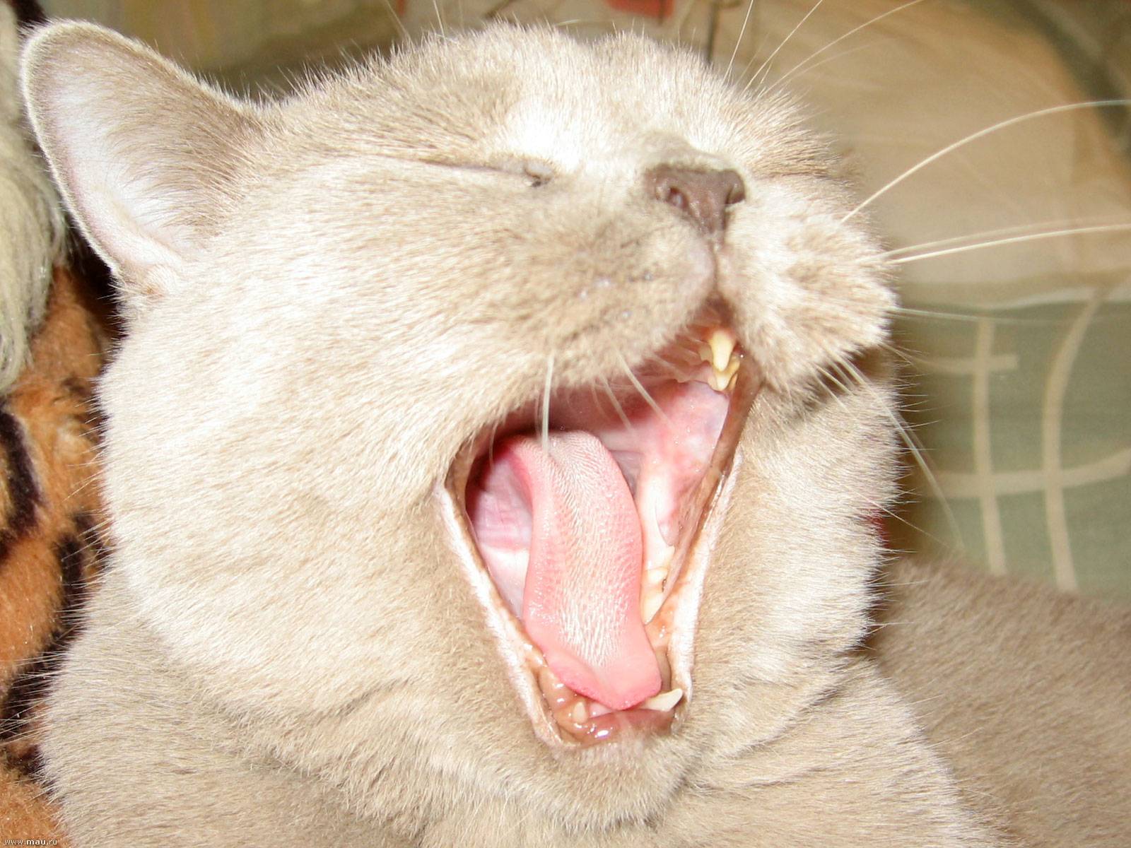 Кошачий язык: как понять своих кошек и котов, как человеку говорить с питомцем, «словарь-переводчик» для расшифровки звуков и жестов