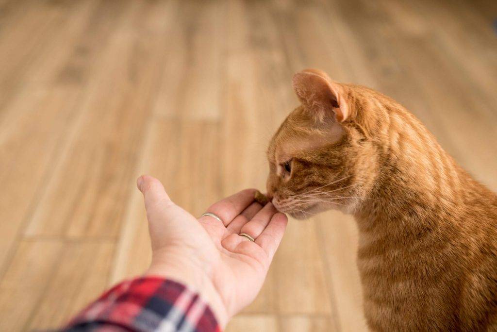 Тайная сила кошек: как они чувствуют болезни человека и пытаются об этом предупредить