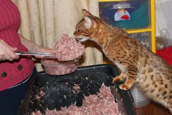 Можно ли кошкам и котам сырое мясо и другие сырые продукты?