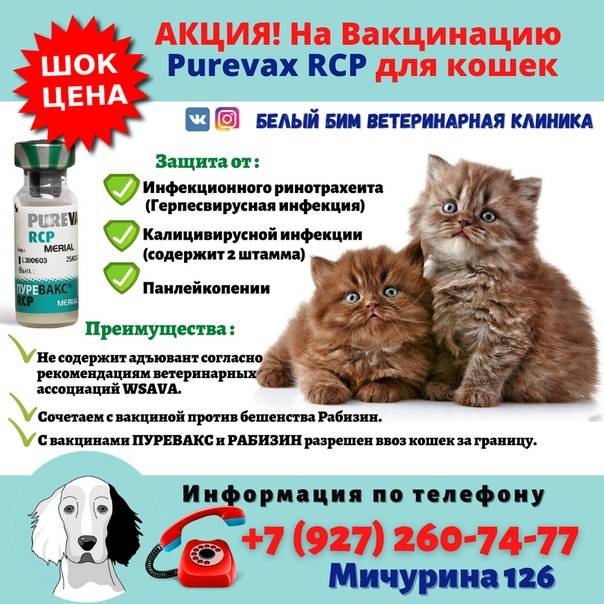 Пуревакс felv (purevax felv) - вакцина против лейкоза кошек, инструкция