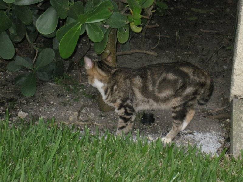 Как найти пропавшего кота — на улице, даче, в огороде, деревни
