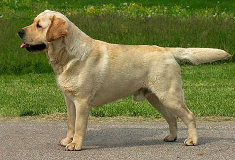 Особенности черного лабрадора-ретривера: фото собак, черты характера, внешнее описание, правила ухода и выбор щенка