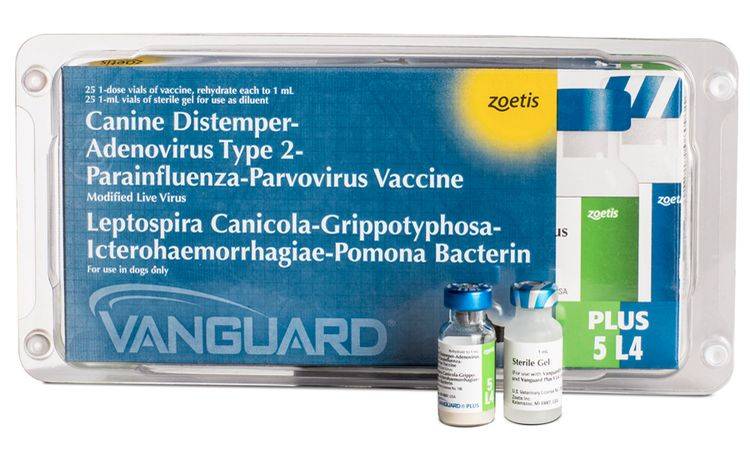 Вангард 5: вакцина для собак с коронавирусом