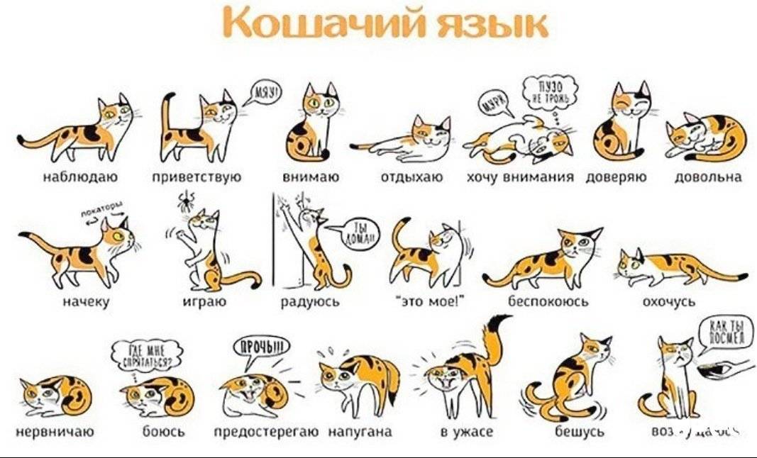 Как кошки и коты используют язык тела для общения?