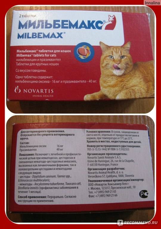 Каниквантел для кошек: инструкция по применению