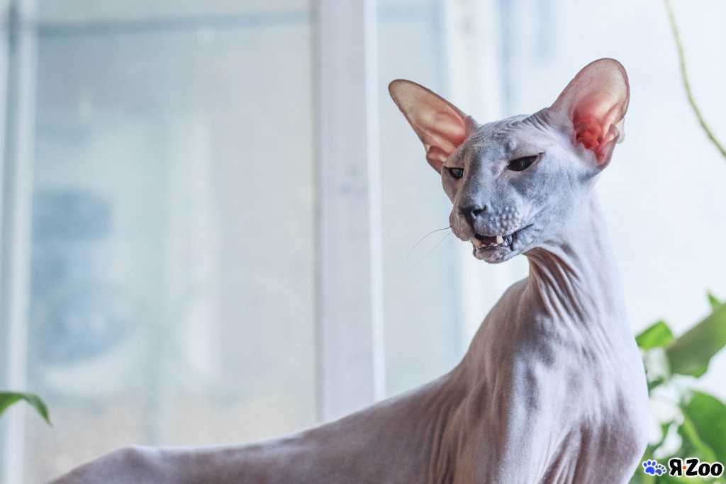 Кошки, не вызывающие аллергию | компетентно о здоровье на ilive