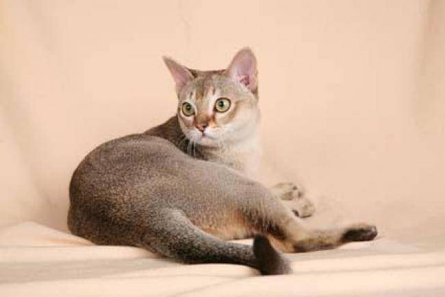 Сингапурская (сингапура) кошка: описание породы, характер, содержание и уход, цена, фото
