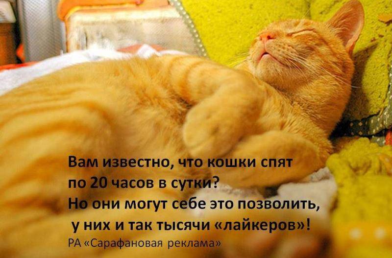 Сколько часов в сутки спят кошки? почему кошки спят так долго - сколько времени длится сон. - petstime.ru