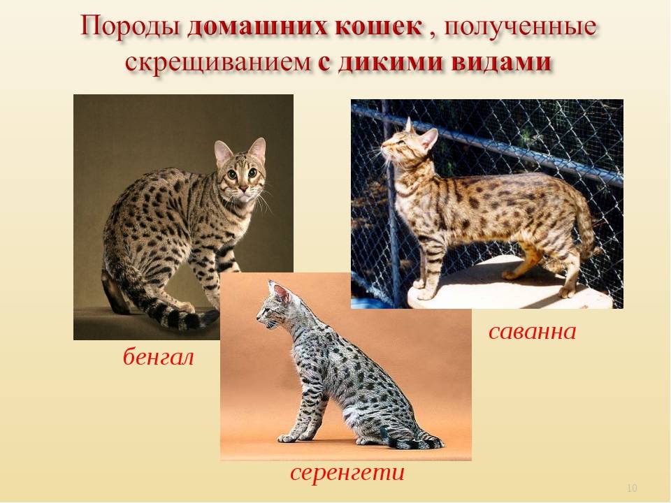 Серенгети: описание породы кошек с фото и видео