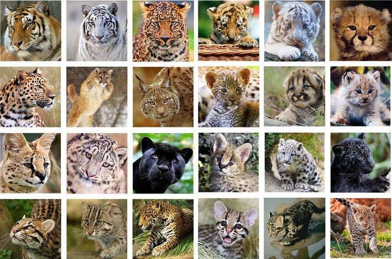 Семейство кошачьих: фото с названиями представителей, разновидности хищников