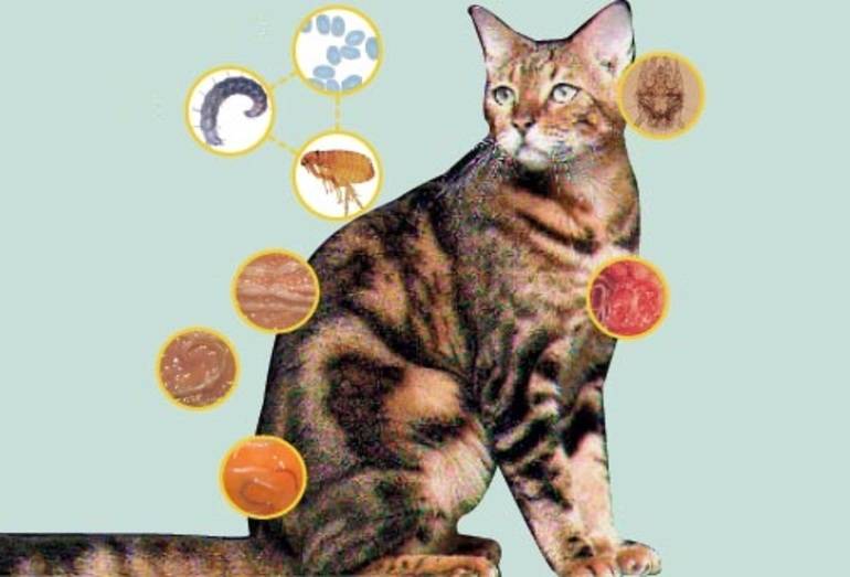 Глисты у кошек. симптомы, как узнать есть ли гельминты, лечение и профилактика