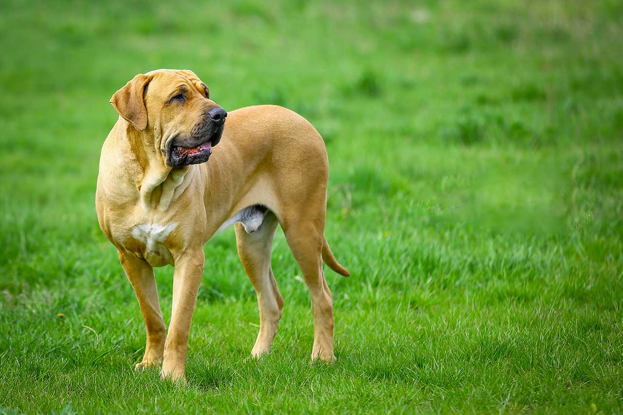 Фила бразилейро собака. описание, особенности, уход и цена фила бразилейро