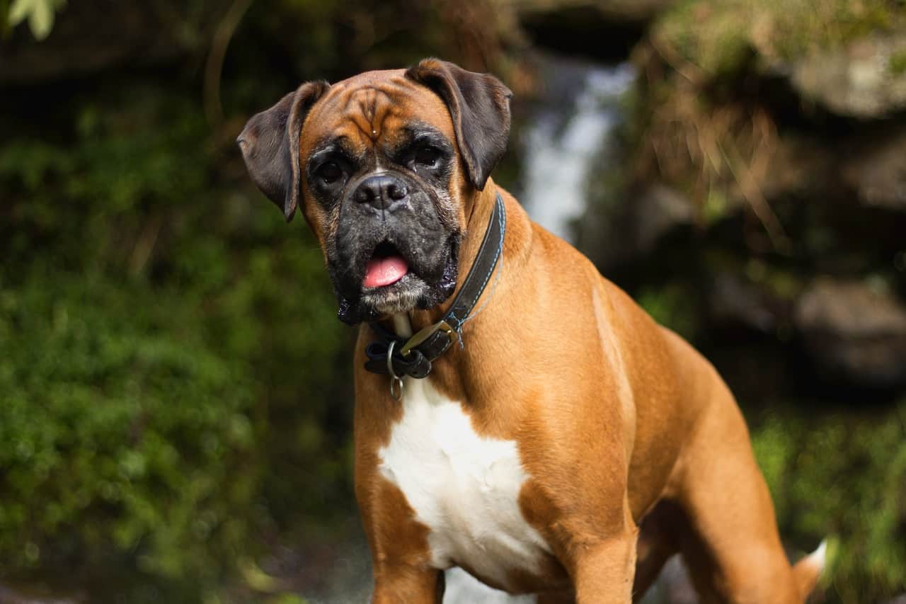 Собака боксер: описание немецкой породы с характером щенка