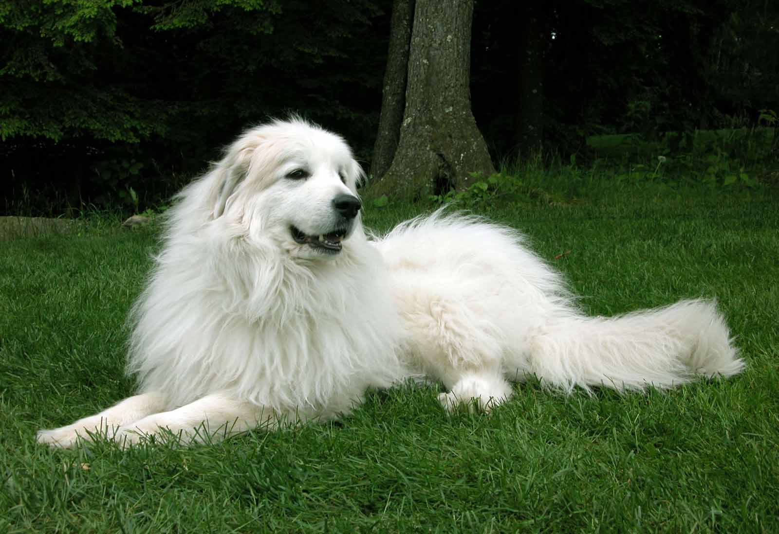Пиренейская горная собака (большая пиренейская собака): фото, купить, видео, цена, содержание дома