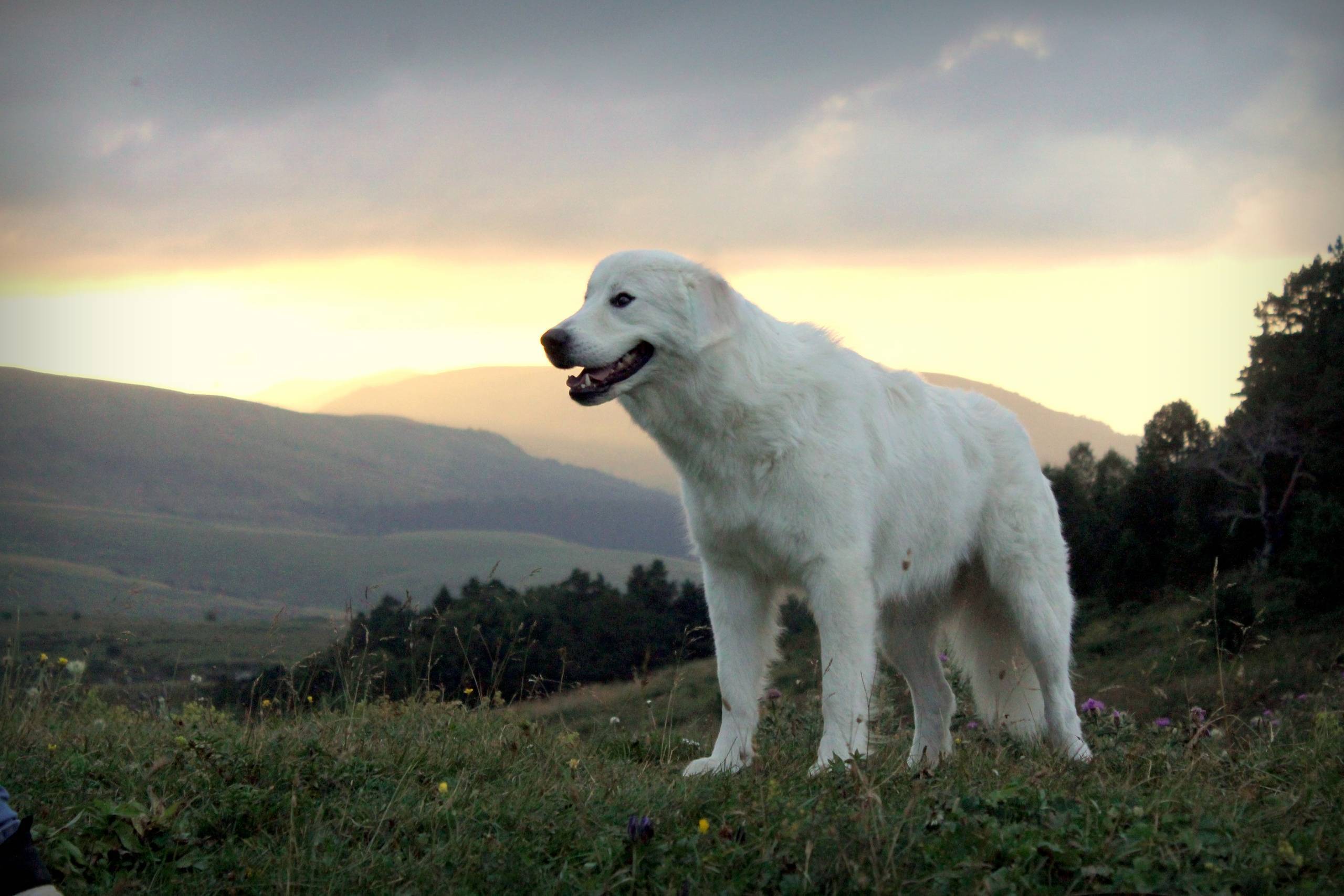 Маремма-абруццкая овчарка — фото, описание породы, особенности содержания и уход за собакой