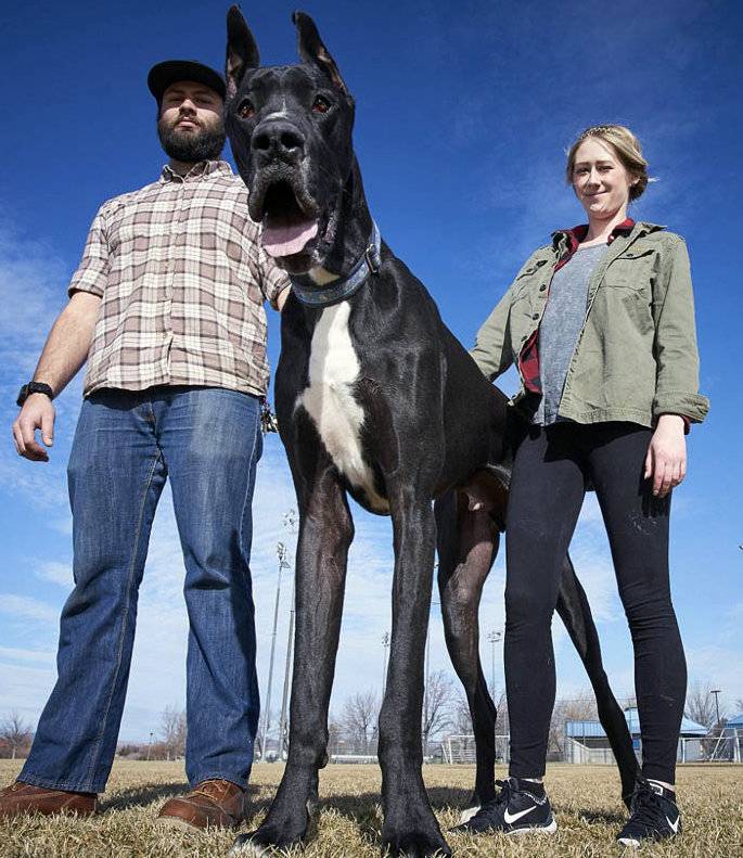 Самые большие собаки – интересные факты