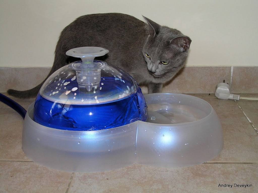 Автопоилка для кошек: питьевой фонтан, на батарейках и с фильтром, drinkwell platinum, xiaomi и другие