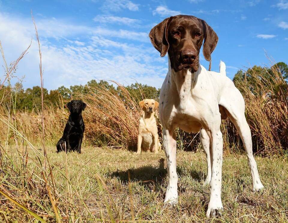 Охотничьи собаки: разновидности, характеристика, обучение