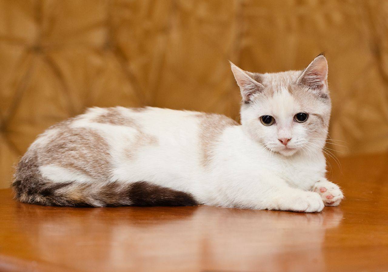 Порода кошек манчкин описание породы, характер, здоровье