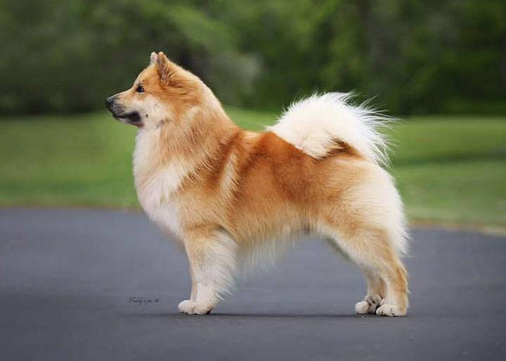 Бернская горная пастушья собака (бернский зенненхунд): фото, купить, видео, цена, содержание дома