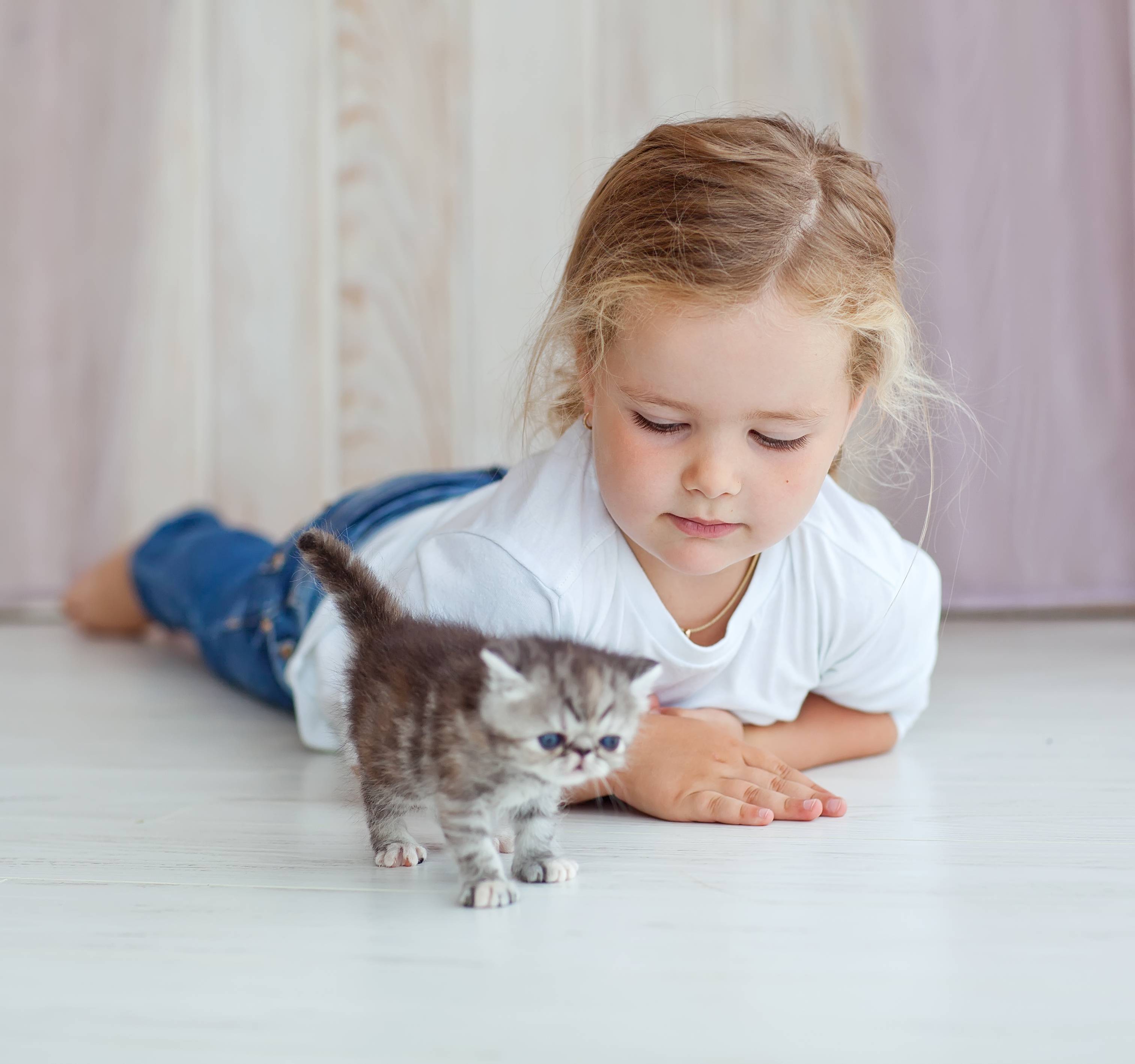 Как воспитать котенка? этапы правильного воспитания котов и кошек в домашних условиях. как воспитать котенка ласковым и спокойным и можно ли его бить?