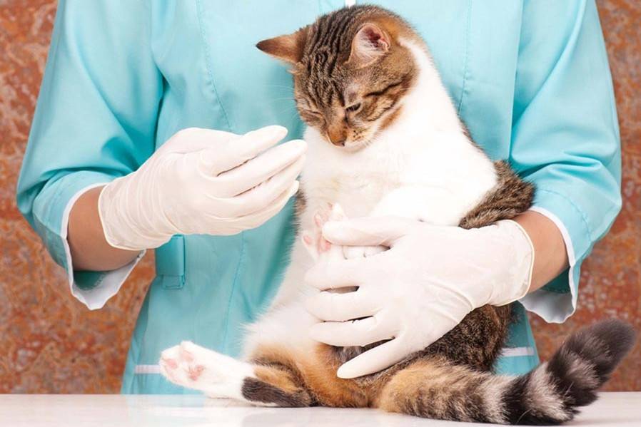 Как лечить гастрит у кошки - муркин дом